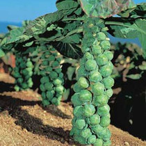 Brussel Sprout - Jade Cross 12-4 paks