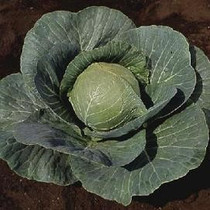 Cabbage - Stonehead 12-4 paks