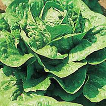Lettuce - Romaine 12-4 paks