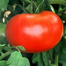 Tomatoes - Big Boy 12-4 paks