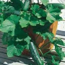 Cucumber - Bush 18ct