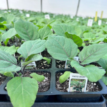 Eggplant-Patio Baby PATIO 18ct