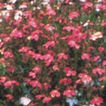 Lobelia - Fountain Crimson 12-4 paks