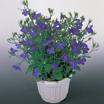 Lobelia - Riviera Marine Blue 12-4 paks