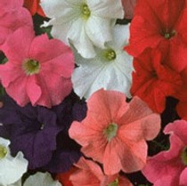 Petunia - Dreams Mix 12-4 paks