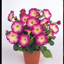 Petunia - Merlin Morn Pink 12-4 paks
