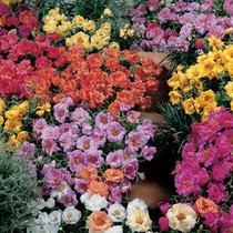 Portulaca - Sundial Mix 12-4 paks