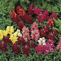 Snapdragon - Chimes Mix 12-4 paks