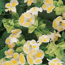 Torenia - Clown Lemon 12-4 paks