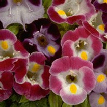 Torenia - Clown Mix 12-4 paks