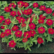 Zinnia - Profusion Cherry 12-4 paks