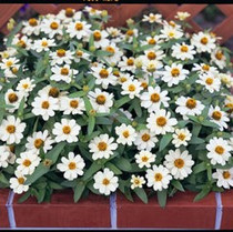 Zinnia - Profusion White 12-4 paks