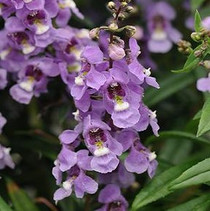 Angelonia - Serenita Sky Blue 18ct