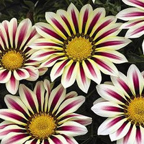 Gazania - Big Kiss White Flame 18ct