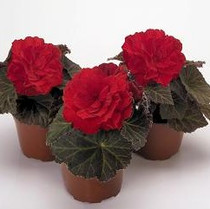 Tuberous Begonia - Red 18ct