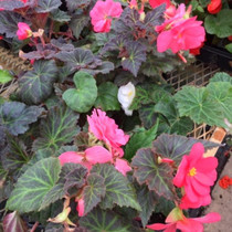 Tuberous Begonia - Pink 18ct