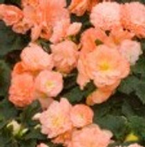 Tuberous Begonia - Salmon 18ct