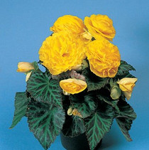 Tuberous Begonia - Yellow 18ct