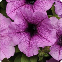 Wave Petunia - Easy Wave Plum Vein 18ct