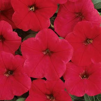 Wave Petunia - Easy Wave Red 18ct