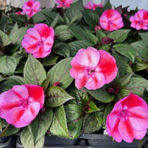 Sunpatiens-Red Candy Bicolor 15ct