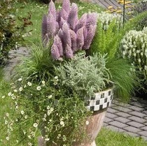 Ptilotus - Joey 15ct