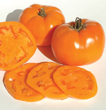 Tomato - Valencia HEIRLOOM 18ct