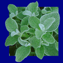 Licorice Plant 18ct