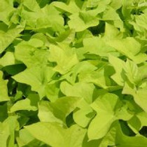 Sweet Potato Vine - Marguerite Lime 18ct
