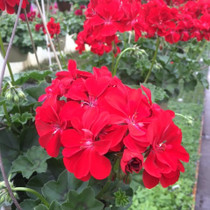 Ivy Geranium - Ivy League Red HB