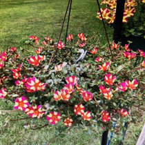 Portulaca - Color Blast - Watermelon Punch HB