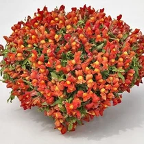 Snapdragon - Candy Showers Orange HB