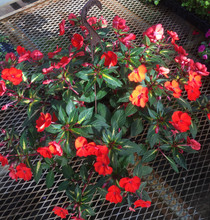 Sunpatiens - Tropical Orange HB