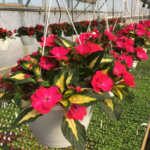 Sunpatiens - Tropical Rose HB