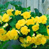 Tuberous Begonia - Yellow Blitz HB