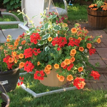 Sunset Blaze - SUN HB Combo