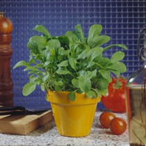 Arugula - Rocket 18ct