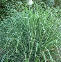 Lemon Grass 18ct