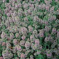 Thyme - Garden ORGANIC18ct
