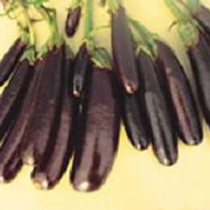 Eggplant - Little Fingers ORGANIC 18ct