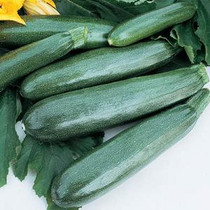 Squash - Summer Zucchini-Dunja ORGANIC 18ct