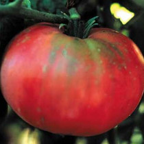 Tomato - Brandywine HEIRLOOM ORGANIC  18ct