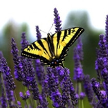 MN Hort Pollinator Paks - Butterflies