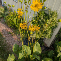 Silphium terebinthinaceum - Prairie Dock  18ct