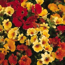 Nemesia-Carnival Mix 12-4 paks