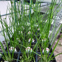 Cyperus-Cleopatra 15ct