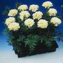 Marigold - Eskimo - 12-4-pk