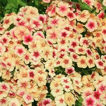 Phlox - Cherry Caramel 12-4-paks