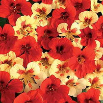 Nasturtium - Strawberry Cream 18ct