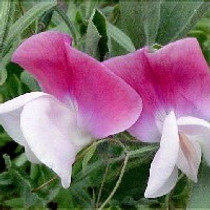 Sweet Pea - Painted Lady 18ct